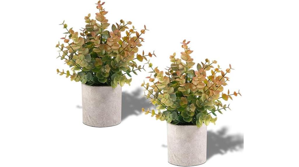 eucalyptus potted plants set